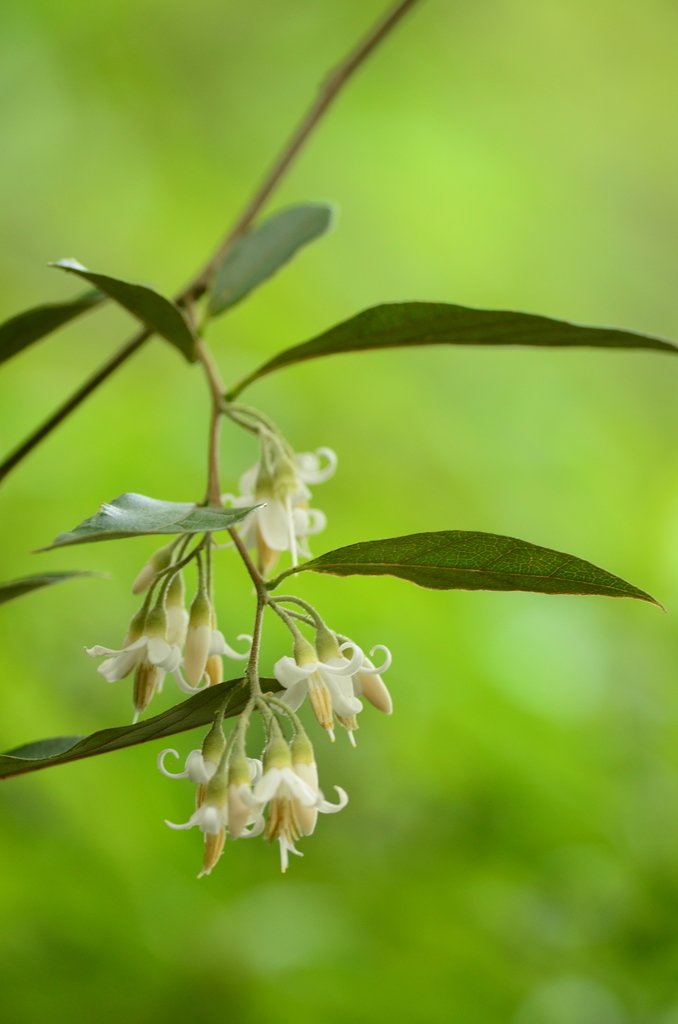 Styrax confusus