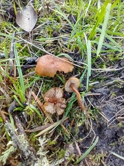 Rhodophana nitellina