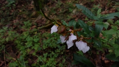 Rhynchostele bictoniensis