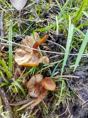 Rhodophana nitellina