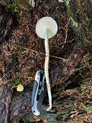 Rhodocollybia oregonensis
