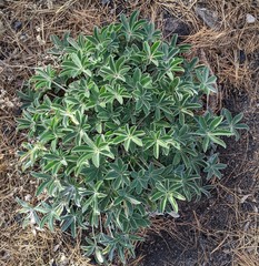 Lupinus cervinus