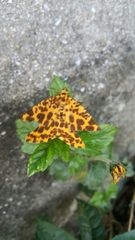 Epobeidia tigrata tigrata