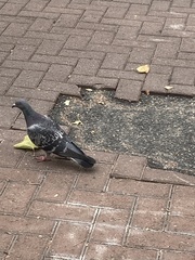 Columba livia domestica