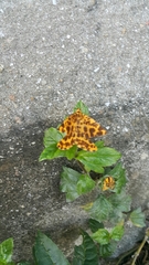 Epobeidia tigrata tigrata