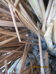 Phalangium opilio
