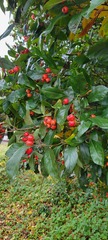 Crataegus × lavallei