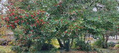Crataegus × lavallei