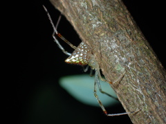 Thwaitesia margaritifera