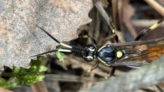 Protichneumon pisorius