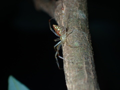 Thwaitesia margaritifera