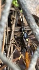 Protichneumon pisorius