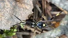 Protichneumon pisorius