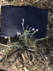 Vittadinia cuneata