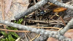 Protichneumon pisorius