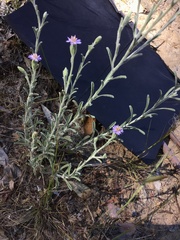 Vittadinia cuneata