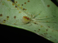 Thwaitesia margaritifera