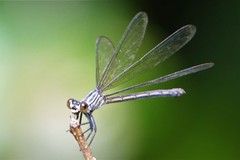 Euphaea masoni