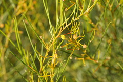 Acacia rigens