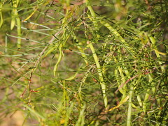 Acacia rigens