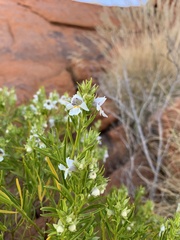 Prostanthera striatiflora