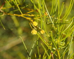Acacia rigens