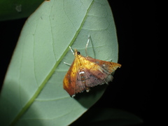 Hyalobathra micralis