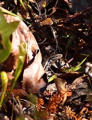 Oligosoma polychroma