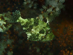 Scobinichthys granulatus