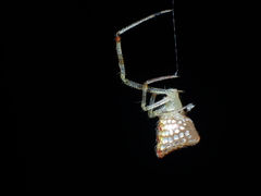 Thwaitesia margaritifera