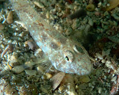Nesogobius