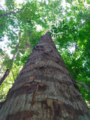 Astronium graveolens