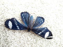 Hypocrita fenestraria