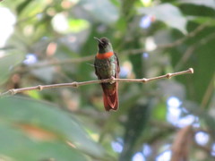 Heliodoxa aurescens