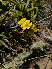 Ranunculus enysii