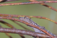 Amalosia lesueurii