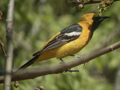 Icterus cucullatus