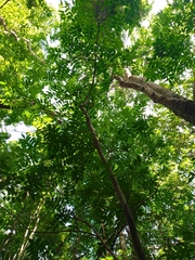 Astronium graveolens