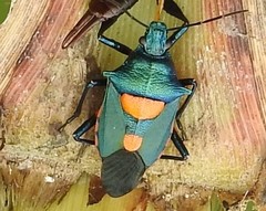 Euthyrhynchus floridanus