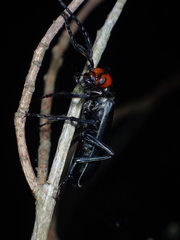 Epicauta mannerheimi