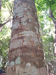 Astronium graveolens