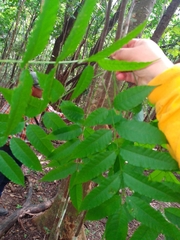 Astronium graveolens