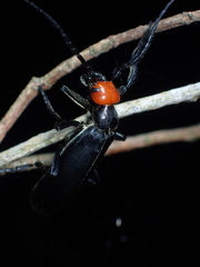 Epicauta mannerheimi