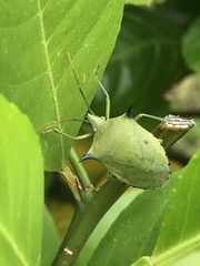 Biprorulus bibax