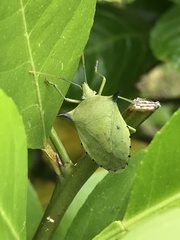 Biprorulus bibax