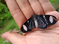 Hypocrita fenestraria