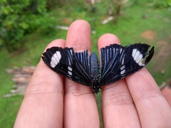 Hypocrita fenestraria