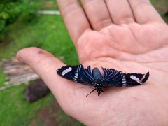 Hypocrita fenestraria