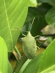 Biprorulus bibax