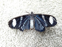 Hypocrita fenestraria